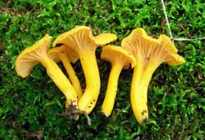 This is the mossy habitat of the Small Chanterelle. 